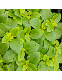 Ocimum minimum (9cm)