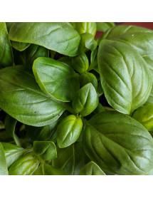 Ocimum basilicum Sweet Basil (1lt)