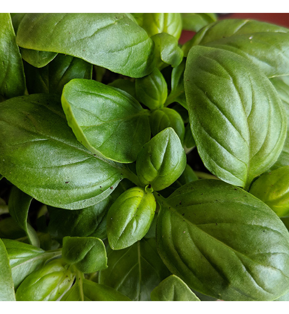 Ocimum basilicum Sweet Basil (9cm)