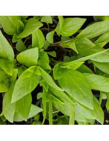 Ocimum basilicum Thai Siam Queen (9cm)