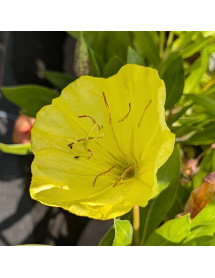 Oenothera macrocarpa (1lt)