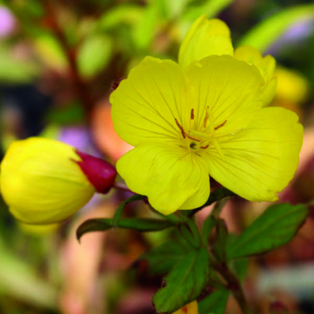 Plants for ground cover in SUN