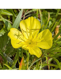 Oenothera macrocarpa fremontii Silver Wings (1lt)