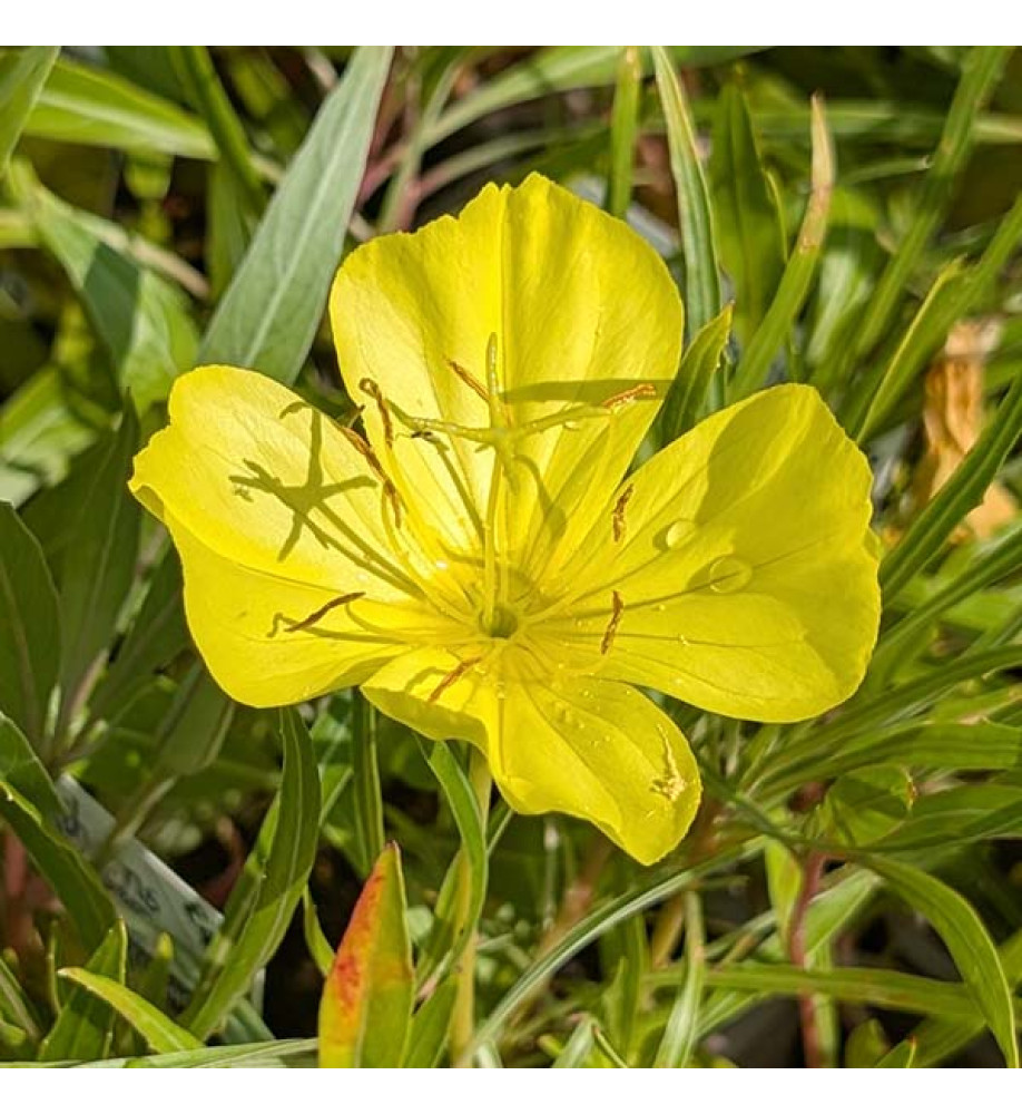 Oenothera macrocarpa fremontii Silver Wings (1lt)