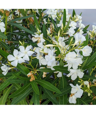 Nerium oleander White (3lt)
