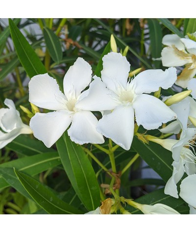 Nerium oleander White (3lt)