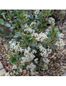 Olearia x haastii (3lt)