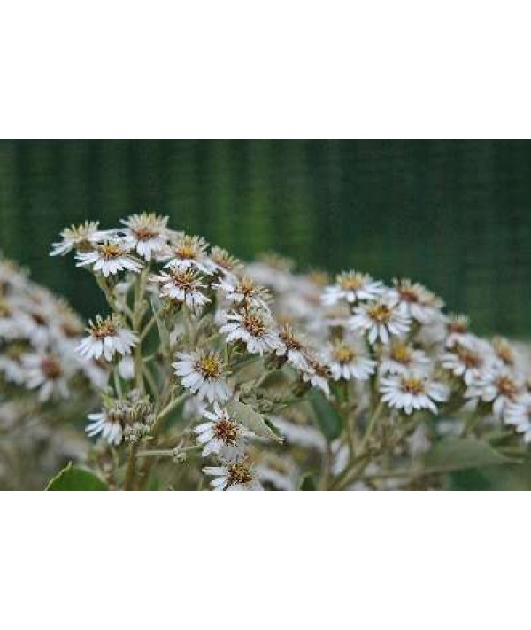 Olearia macrodonta (3lt)