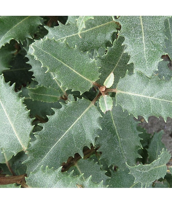 Olearia macrodonta Minor (3lt)