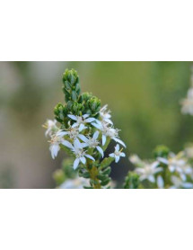 Olearia nummularifolia (2lt)