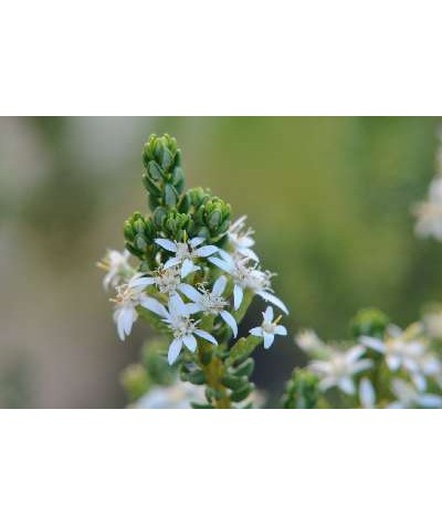 Olearia nummularifolia (3lt)