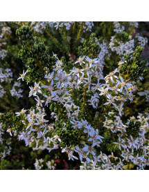 Olearia nummularifolia (2lt)