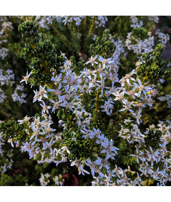 Olearia nummularifolia (3lt)