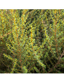 Olearia solandri (7.5lt) Olearia solandri (7.5lt)