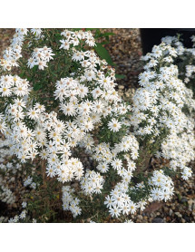 Olearia phlogopappa Spring Bling (3lt)