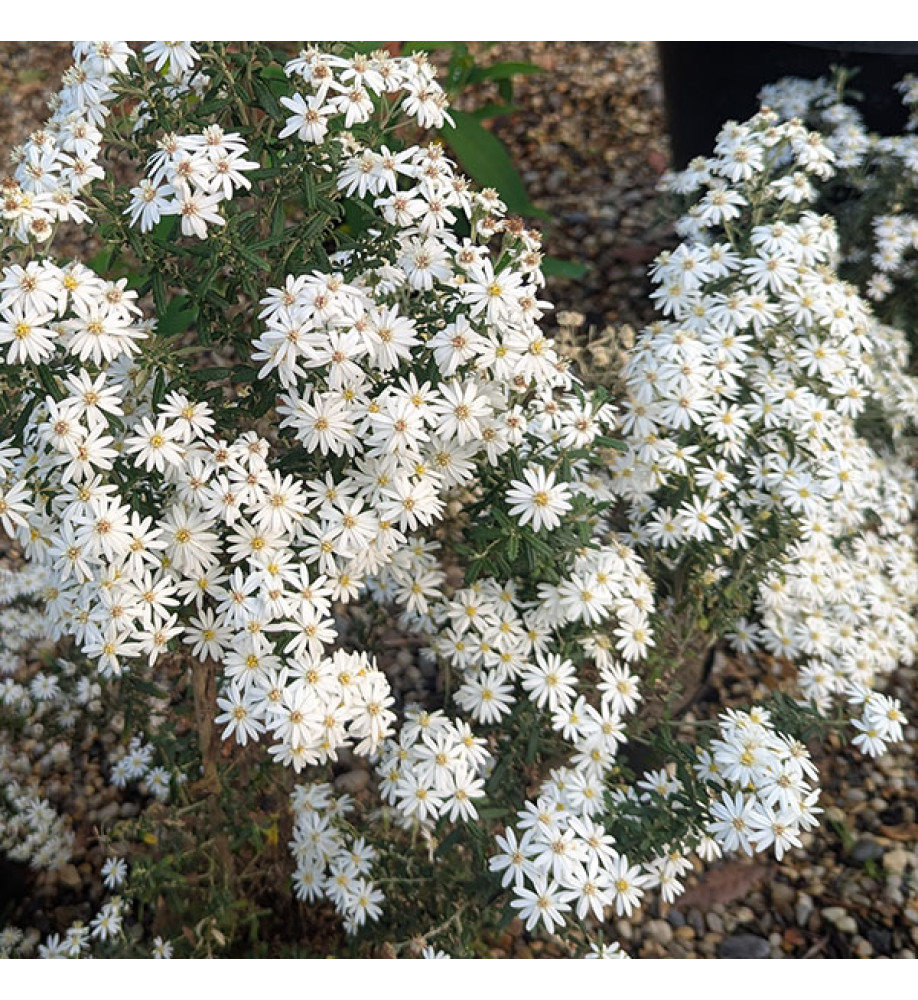 Olearia phlogopappa Spring Bling (3lt)