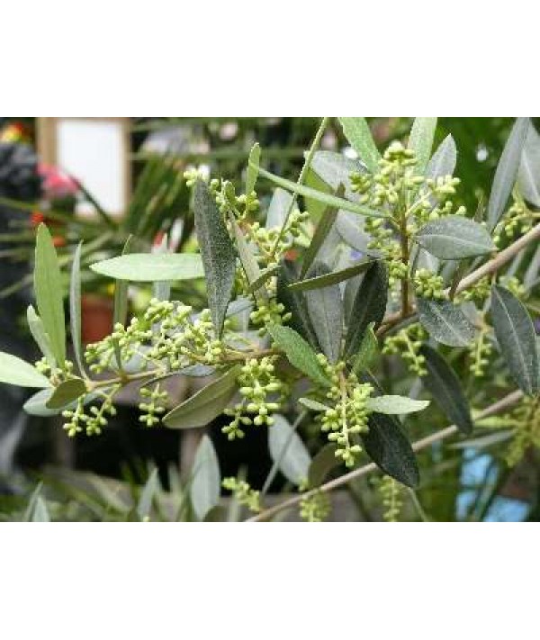 Olea europaea (Olive) mini standard (5lt)