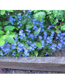 Omphalodes cappadocica Cherry Ingram (1.5lt)