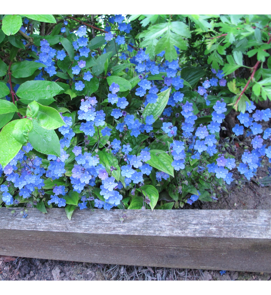 Omphalodes cappadocica Cherry Ingram (1.5lt)