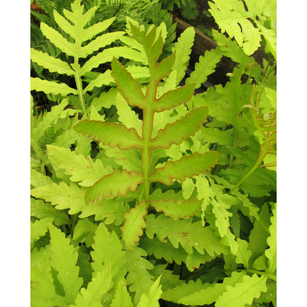 Onoclea sensiblis (1lt)
