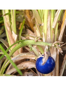 Ophiopogon japonicus Nanus (1.5lt)