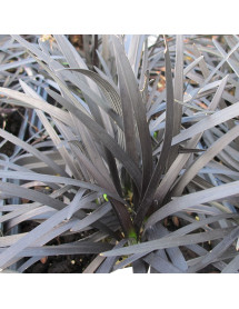 Ophiopogon planiscapus Nigrescens (1lt)