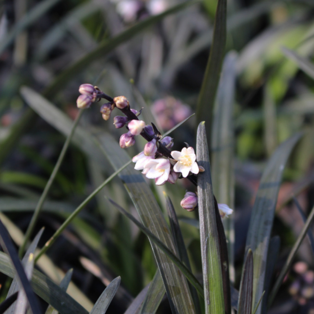 Ophiopogon planiscapus Nigrescens (1lt)