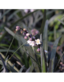 Ophiopogon planiscapus Nigrescens (1lt)