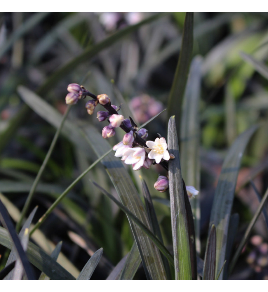 Ophiopogon planiscapus Nigrescens (1lt)