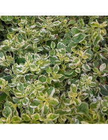 Origanum vulgare Country Cream (1lt)