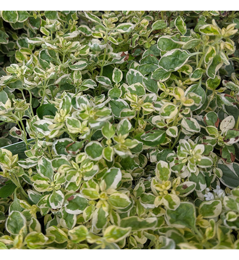 Origanum vulgare Country Cream (1lt)
