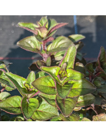 Origanum laevigatum Herrenhausen (1lt) Origanum laevigatum Herrenhausen (1lt)