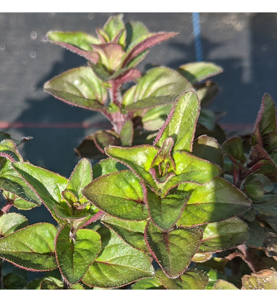Origanum laevigatum Herrenhausen (1lt)