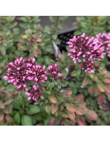 Origanum laevigatum Herrenhausen (1lt) Origanum laevigatum Herrenhausen (1lt)