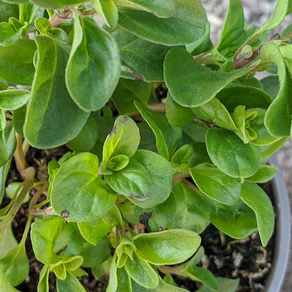 Origanum marjorana (sweet marjoram) (0.75lt)