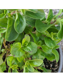 Origanum marjorana (sweet marjoram) (0.75lt)