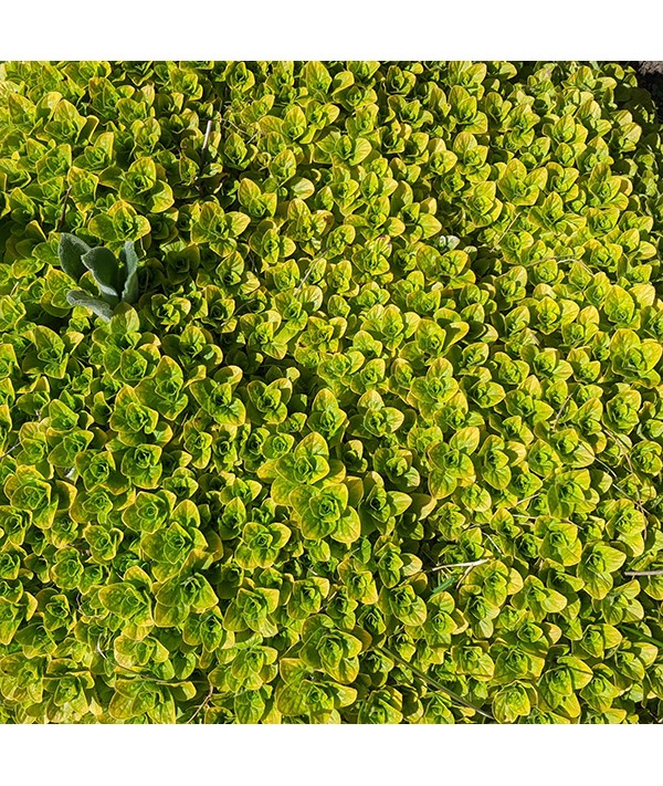 Origanum vulgare Thumble's Variety (1.5lt)