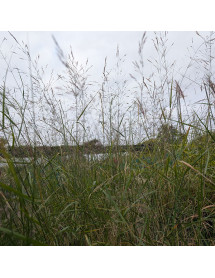 Oryzopsis milacea (1.5lt)