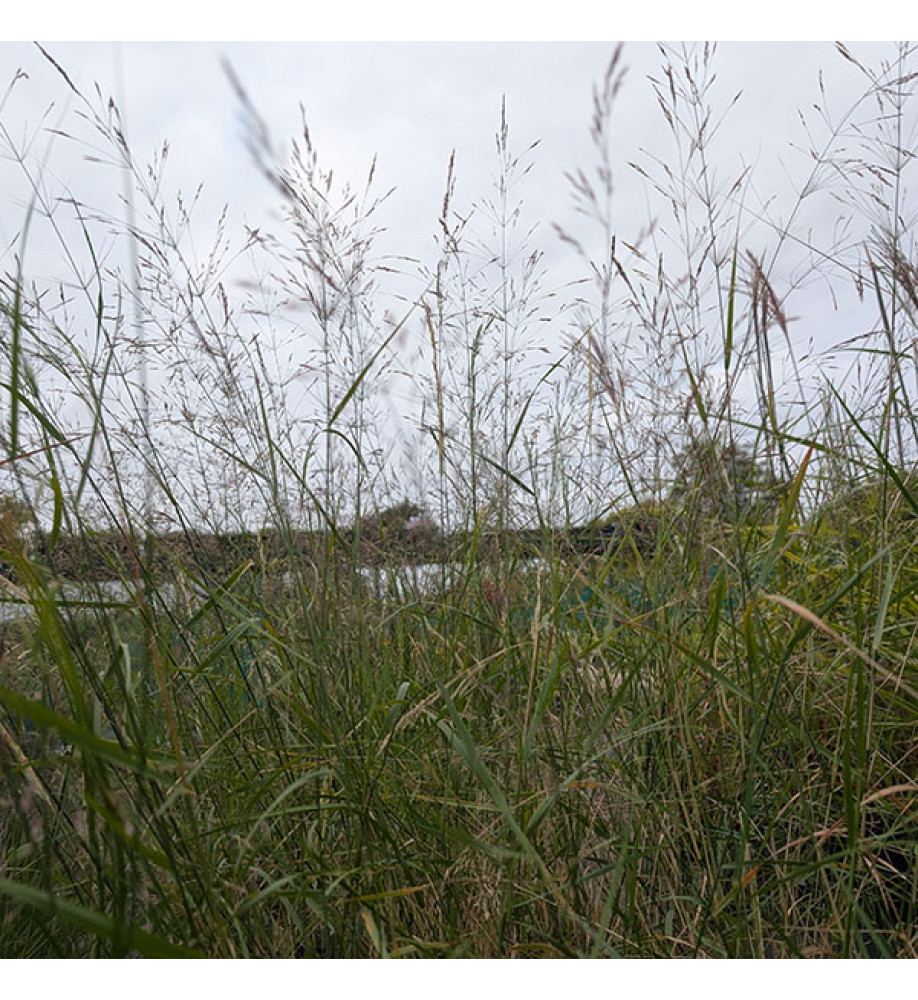Oryzopsis milacea (1.5lt)