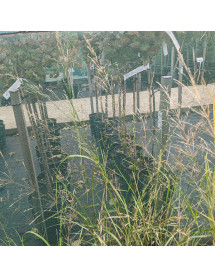 Oryzopsis milacea (1.5lt)