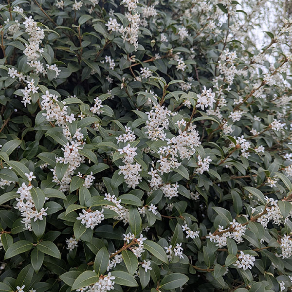 Osmanthus x burkwoodii (3lt)