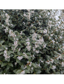 Osmanthus x burkwoodii (3lt)
