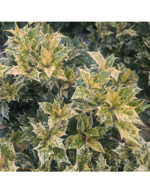 Osmanthus heterophyllus Goshiki (2lt)