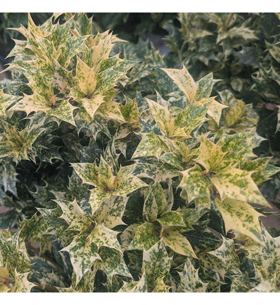 Osmanthus heterophyllus Goshiki (2lt)