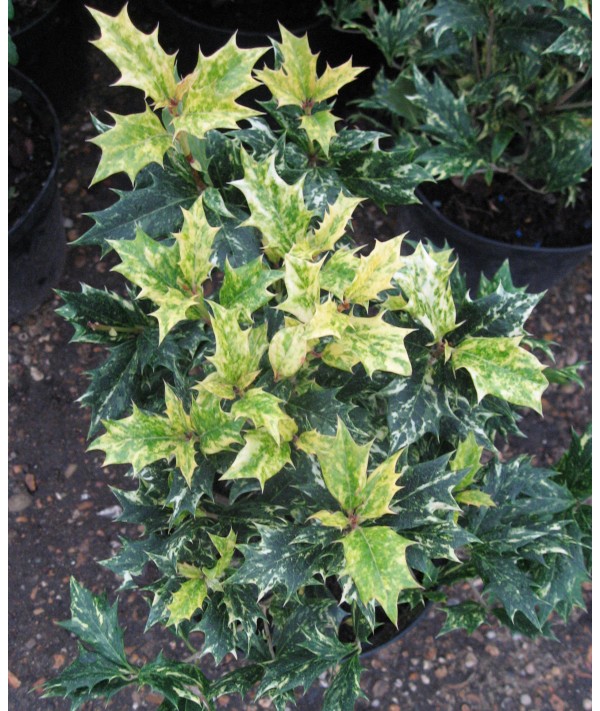 Osmanthus heterophyllus Goshiki (3lt)