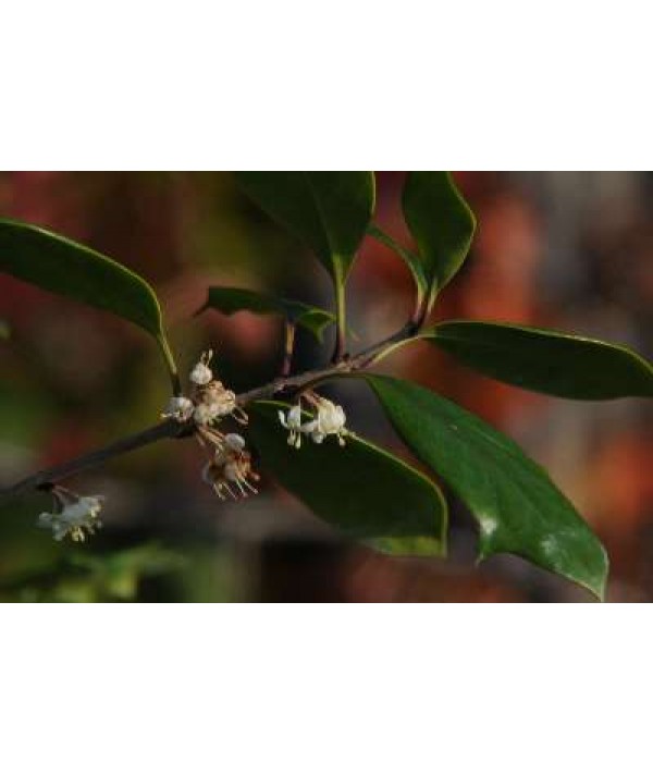 Osmanthus heterophyllus Purpureus (2lt)