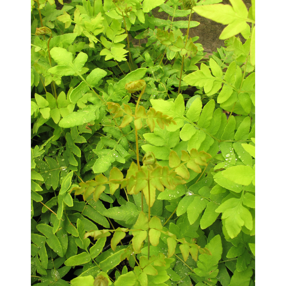 Osmunda regalis (3lt)