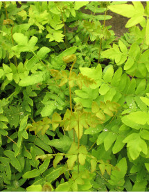 Osmunda regalis (2lt)