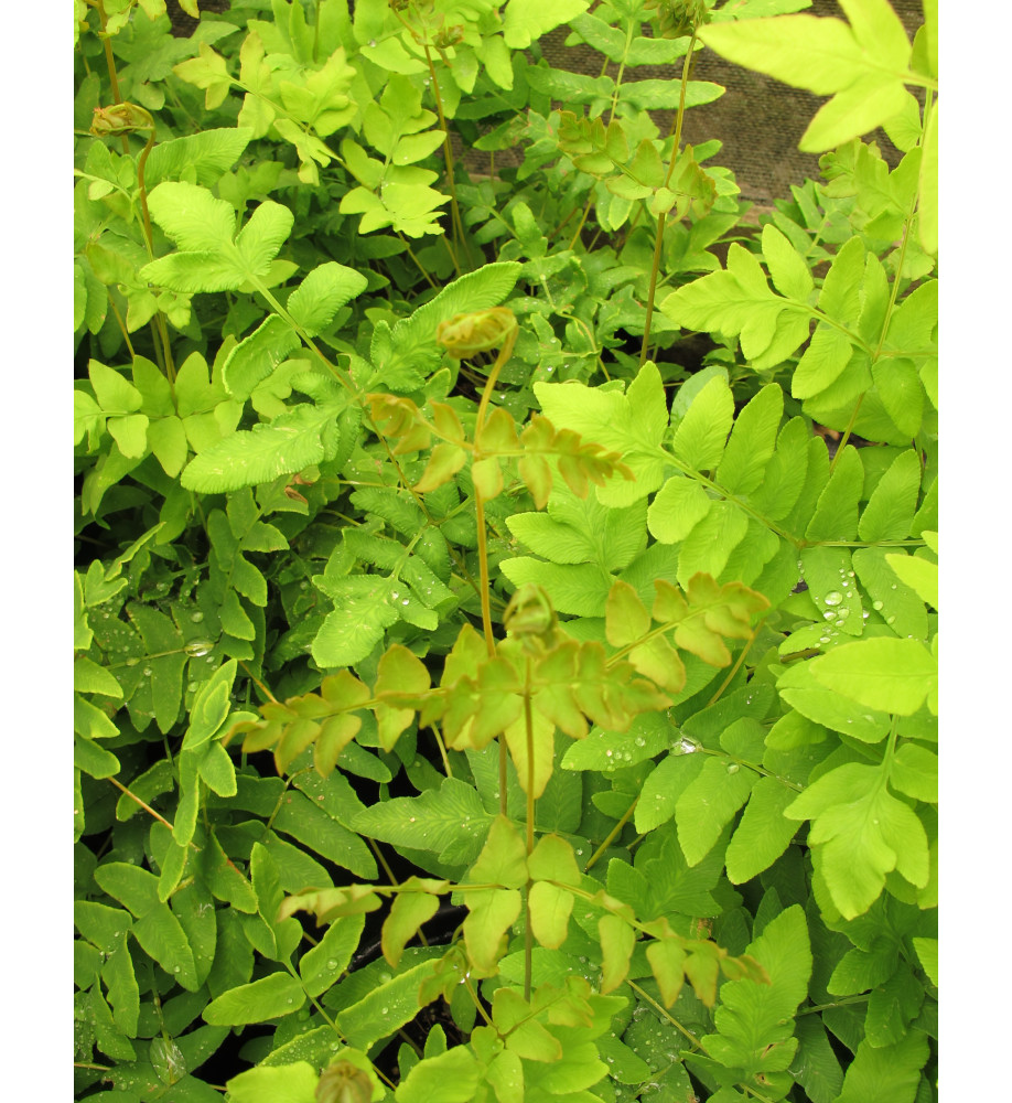Osmunda regalis (2lt)