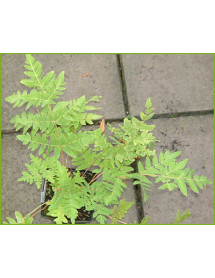 Osmunda regalis Purpurescens (2lt)